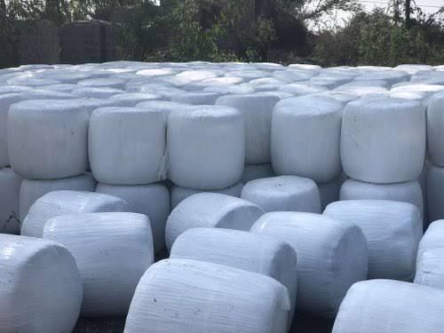 Corn Silage – product photo 5, product detail gallery