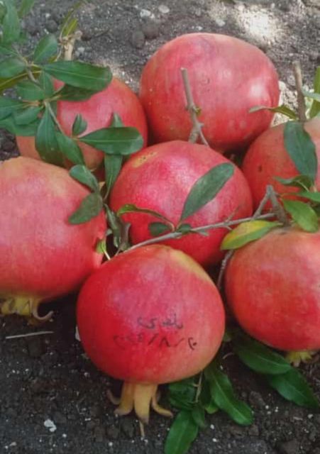 Pomegranates - Image 4