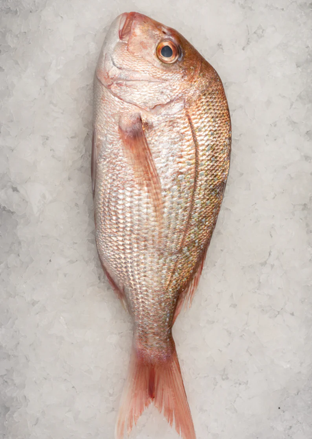 Buy Frozen Red Fish Pargo Premium Quality Fresh Catch at Wholesale Price with Fast Delivery Worldwide - Image 3