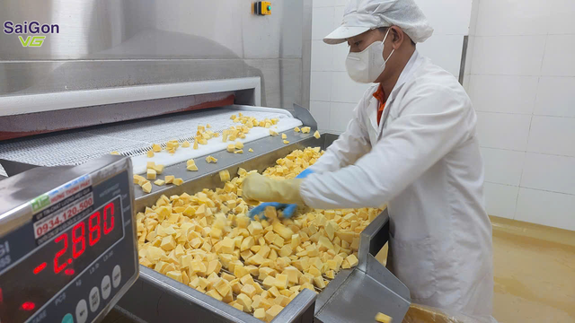 Frozen IQF Catchu Mango – Sliced & Diced | Vietnam Bulk Export Supplier - Image 4