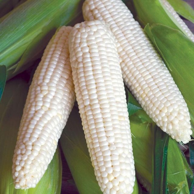 Premium White Corn For Livestock Feed Preparation With High Cleanliness Standards And Dependable Export Supply - Image 3