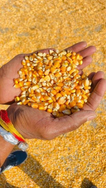 Premium Stock Shop GMO Grade 1 99.99% Purity Golden Yellow Freeze-Dried Fresh Corn Grains for Animal & Poultry Feed Yell - Image 3