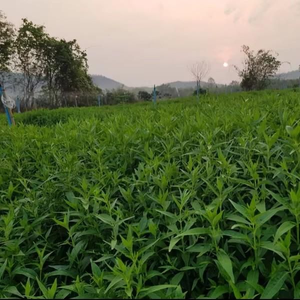 High Quality Grade 10% Andrographolide (Andrographis Paniculata Extract Powder)  Wild Cultivated Thailand Herbal Extract - Image 4