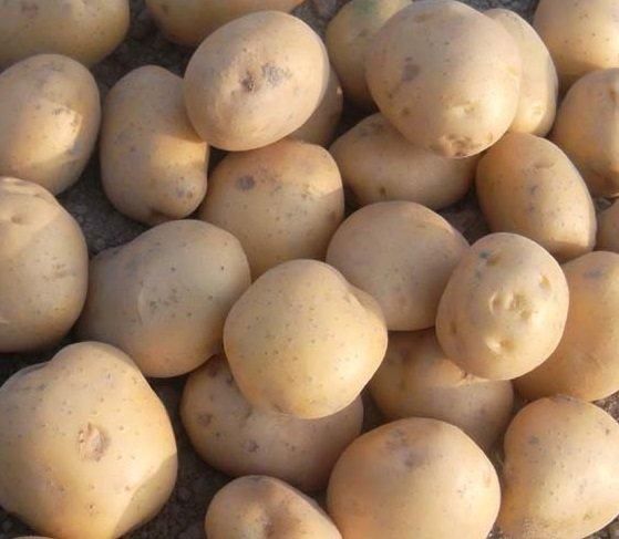 Potato (Granola) Grade 80 gm up Size Range 80-150g+ Crop Year Cultivation-2025 Packaging 10 , 15 and 20 kgs Delivery Lead Time 7 Or 10 Days After Supply Order - Image 2