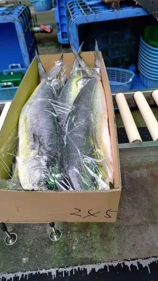 High Quality Frozen Fish Mahi Mahi From Japan MOQ 1*40FCL Style Whole Processing BQF Feature Nature HS Code 03034300 Trademark - Image 6