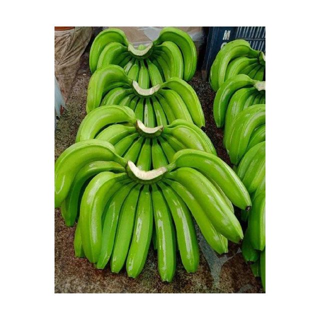 Low Price Fresh Green Cavendish Banana Premium Stock Fast Delivery - Image 2