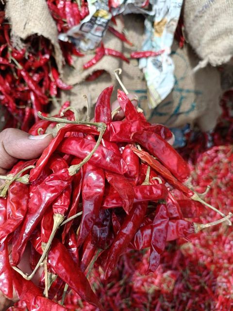 Premium Indian Dry Red Chillies – Whole, Sun-Dried, Export Quality, Food Grade, Various Sizes - Image 3