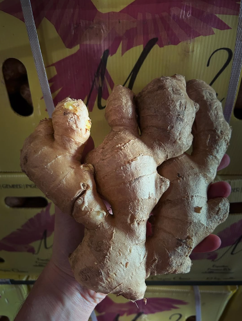 CLEAN SKIN WHOLE GINGER INTENSE AROMA SPICY FLAVOR LARGE SIZE GINGER - Image 3