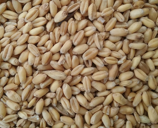 Premium Quality Feed Wheat Wholesale Supply At Factory Price For Animal Feed Use - Image 3