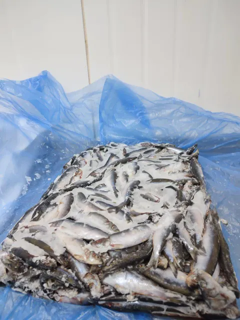 AUSTRAL SARDINES 2X10 KG FROZEN BLOCKS - Image 4