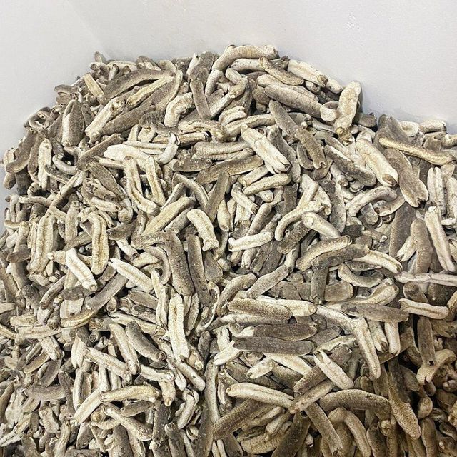 Sri Lankan Sea cucumber 100kg Natural Sun Dried Sand Fish, Disco, White Teat, Black Teat Sea cucumber - Image 4