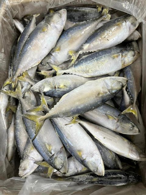 BULK FROZEN INDIAN MACKEREL: TOP-QUALITY SEAFOOD FROM VIETNAM - Image 4