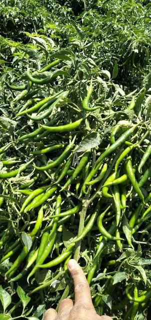 Green chilly - Image 4