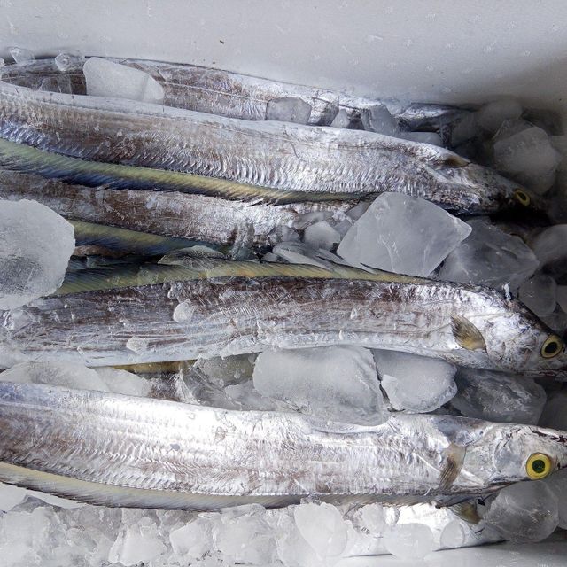 Fresh Frozen Whole Ribbon Fish - HIGH QUALITY - Image 1