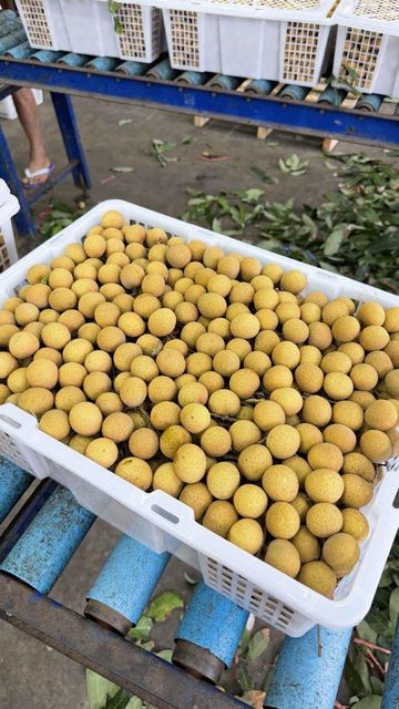 Longan - Image 3