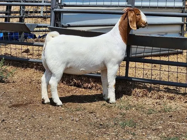 Boer Goats / Dorper sheep at wholesale price/ High Quality Purebred Boer goats at cheapest Price for export worldwide - Image 4
