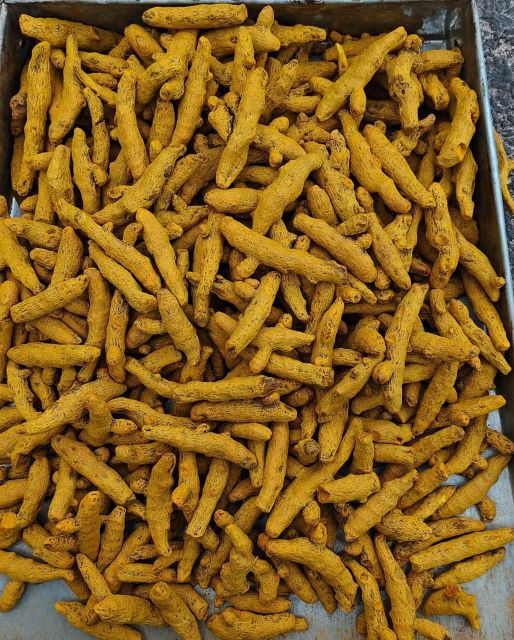 DOUBLE POLISHED TURMERIC FINGER - Image 2