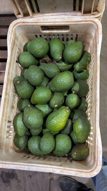 Fresh avocado Hass - Image 2