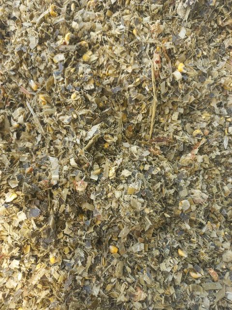 Corn Silage - Image 3