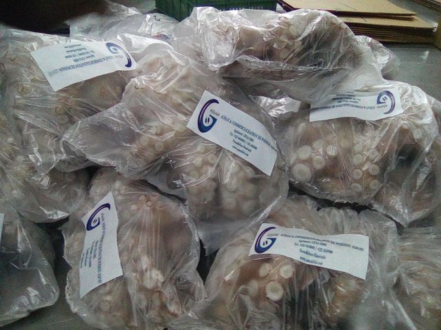 Octopus - Image 2