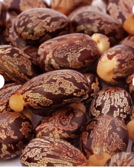 Castor seed and Castor oil.Bulk and wholesale. Seeds Brown Dried Castor Seed. Very cheap and free shipping. - Image 3