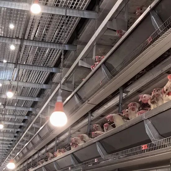 Dimmable Poultry Lamp for Chicken Growing Pig Animal Growing LED Poultry Light - Image 2