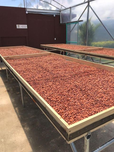 Natural Cocoa Beans For Rich Chocolate Recipes Baking Products Confectionery Items Beverages And Food Ingredient - Image 4