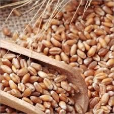 Wholesale Organic Whole Wheat Grain For Sale In bulk Quality AA Shelf Life 2 years Brand Name wheat grains Packaging Details 25kg bags - Image 4