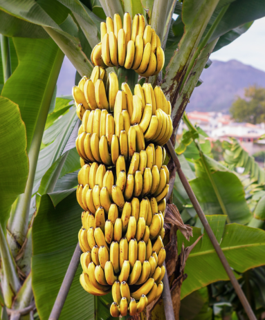 Fresh Banana - Image 5