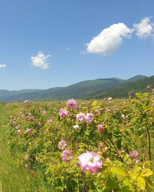 Rose oil Bulgarian Origin Bulgarian Roses Intended Use Aroma Therapy Type Oganic and Conventional Packaging glass or aluminum bottle - Image 3