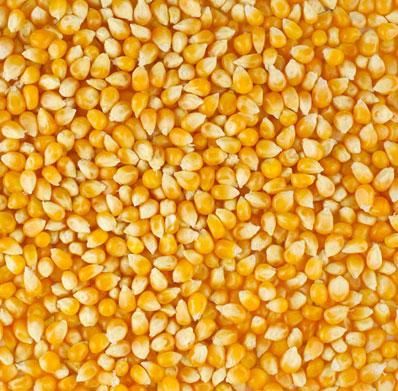 Yellow Yellow Corn Yellow Product Name Corn Type Corn (Maize) Use Chicken feed, Livestock Flavor Natural taste - Image 1