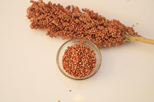 High Quality Red Sorghum Available For Bulk Purchase And Retail Sale - Image 4