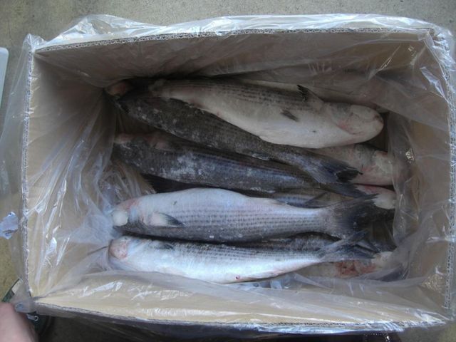 Frozen Grey Mullet Whole Fish Blue Spot Fresh Seafood Wholesale Top Grade Trans-Fat Free Vacuum Pack Gutted - Image 4
