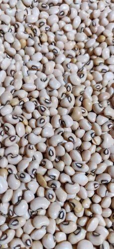 Premium Nigerian Dried White Beans - Image 1