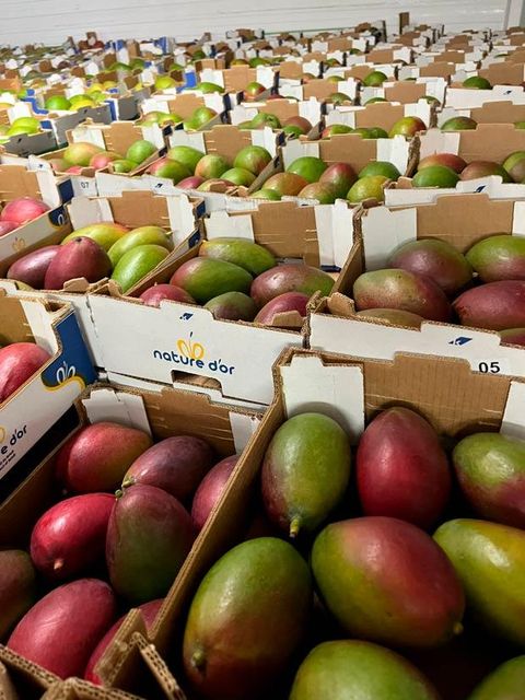 Fresh Mangoes - Image 3