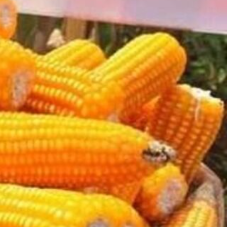 Wholesale White & Yellow Corn for Animal Feed | Feed Grade Maize | Bulk Export Supplier Thailand - Image 3
