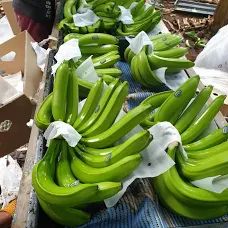 Fresh Green Cavendish Bananas in 13.5kgs Carton Box Grade AA Type Banana Style Fresh Origin Srilanka Model Number Banana - Image 3