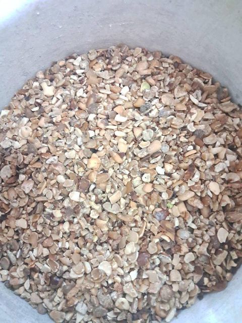 Tamarind Seed - Image 6