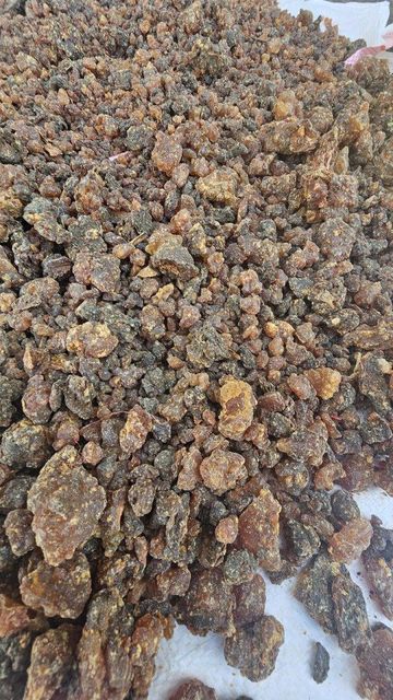 Commiphora holtziana know Us Hagar and Commiphora opoponox Features Organic Product Type Herbs Type Different grades Grade Grade A and Super - Image 4
