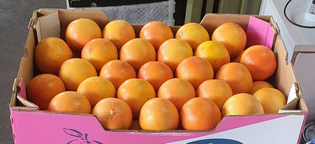 Fresh Quality Grapefruit for sale Organic Yes Origin South Africa Traceability Full Traceability Shelf Life Export-ready Packaging - Image 3