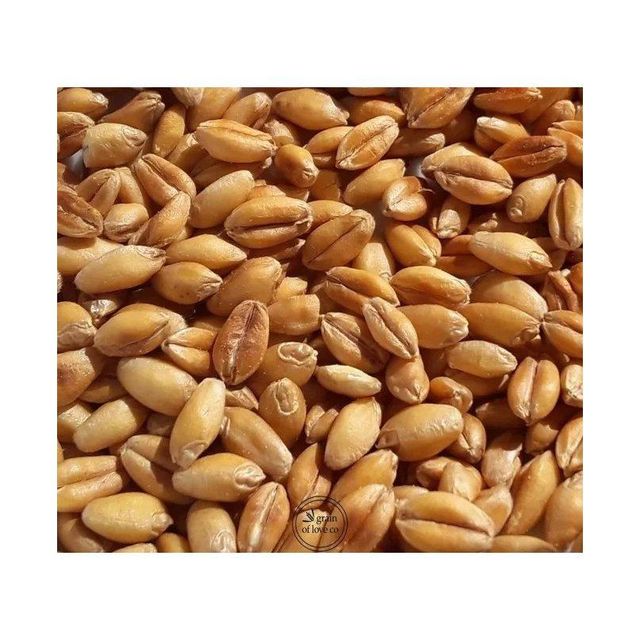 Wholesale durum wheat maintained for steady trade and resale operations - Image 3