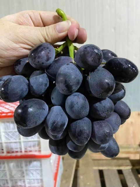 Black Seedless Autumn Royal Grapes CLASS 1 Export Quality from South Africa! NEW CROPS!! - Image 4