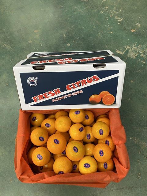 Fresh Wogan Mandarin Oranges Sweet, Juicy, High-Quality Citrus Fruits - Image 2