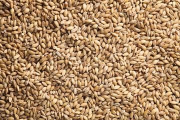 Wholesale B2B supplier Of Premium Organic Wheat Grain - Image 5