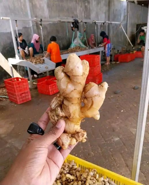Fresh Ginger - Image 3