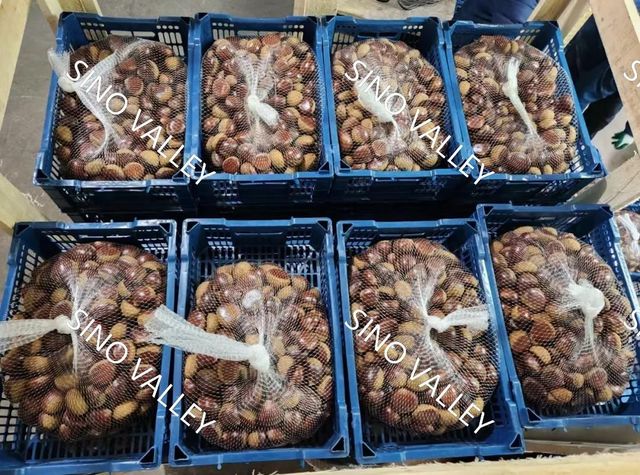 Fresh Chinese Chestnuts Qianxi Qinglong Dandong Origin Large Sweet Raw In-Shell Chestnut for Bulk Wholesale Export - Image 3