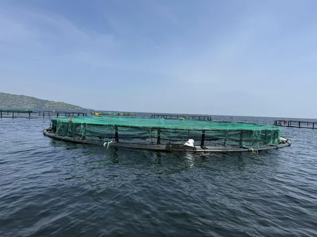 Floating fish cage diameter10m/circular cage, 5*5m/square - Image 4