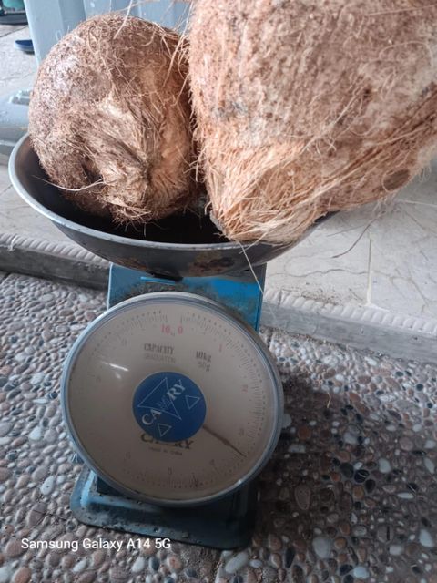 Coconut semi husked – product photo 2, product detail gallery