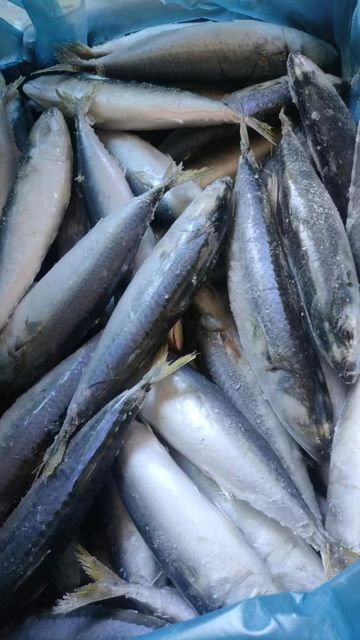 New batch of frozen Pacific mackerel (Japanese mackerel) for export in 2025, quick-frozen Pacific mackerel, land-frozen Pacific mackerel, whole frozen mackerel from China. - Image 3