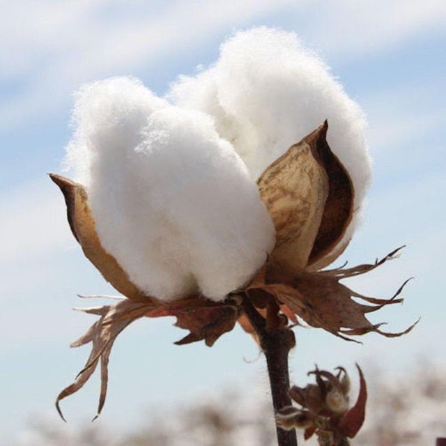 High Quality Organic Raw Cotton (Bleached)-Eco-Friendly & Anti-Bacteria for Spinning and Filling Material Use - Image 4